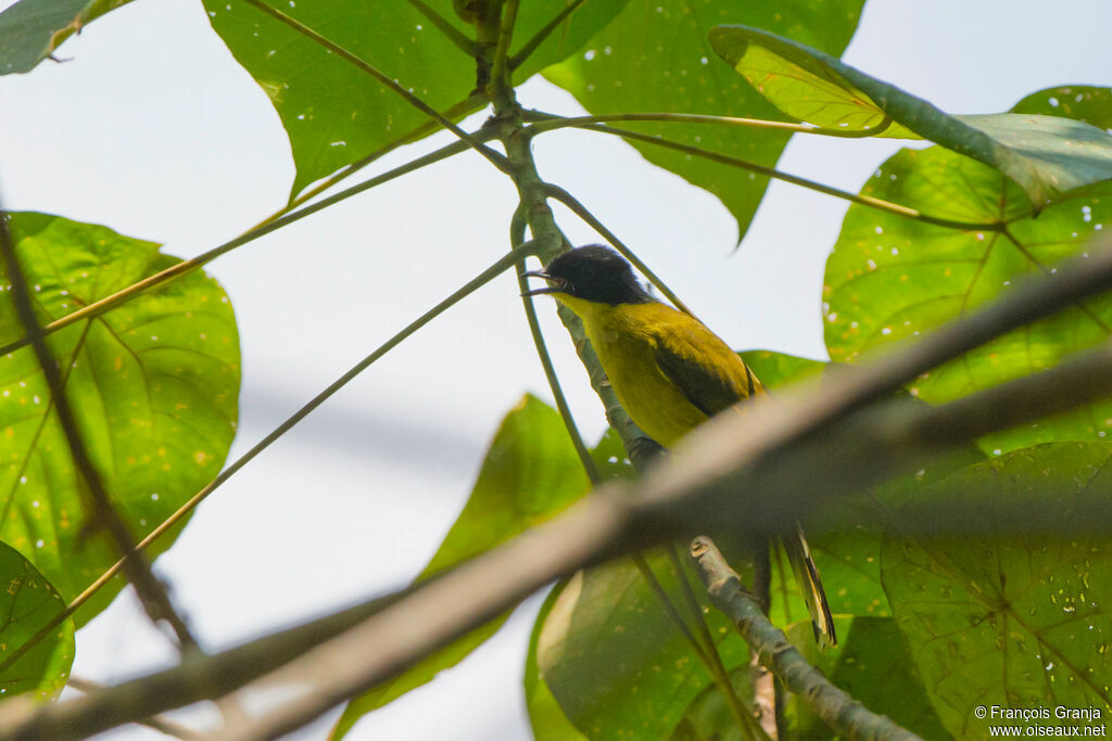 Bulbul à tête noire