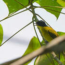 Bulbul à tête noire