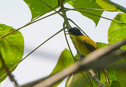 Black-capped Bulbul