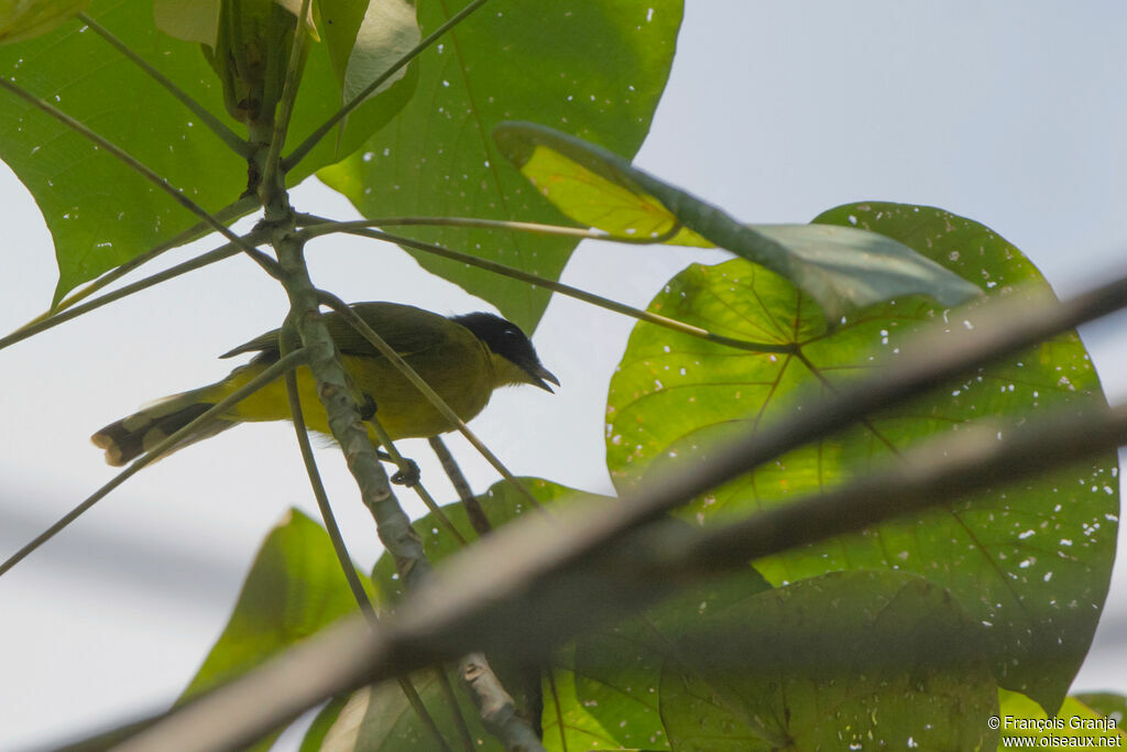 Bulbul à tête noire