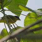 Bulbul à tête noire