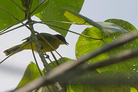 Bulbul à tête noire