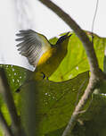 Bulbul à tête noire