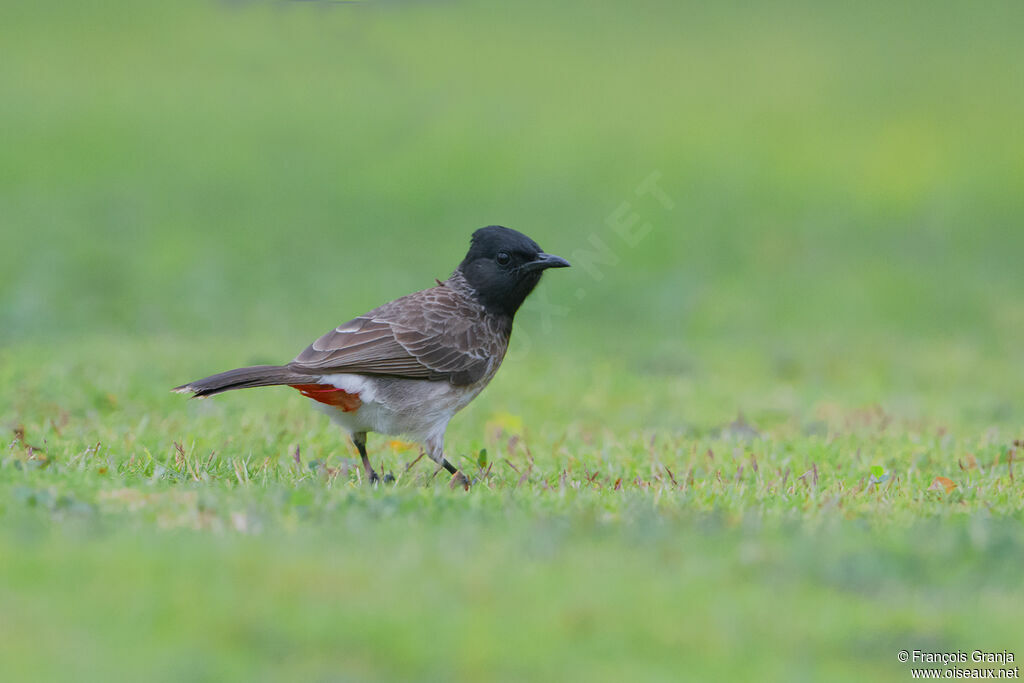 Bulbul à ventre rouge