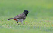 Bulbul à ventre rouge