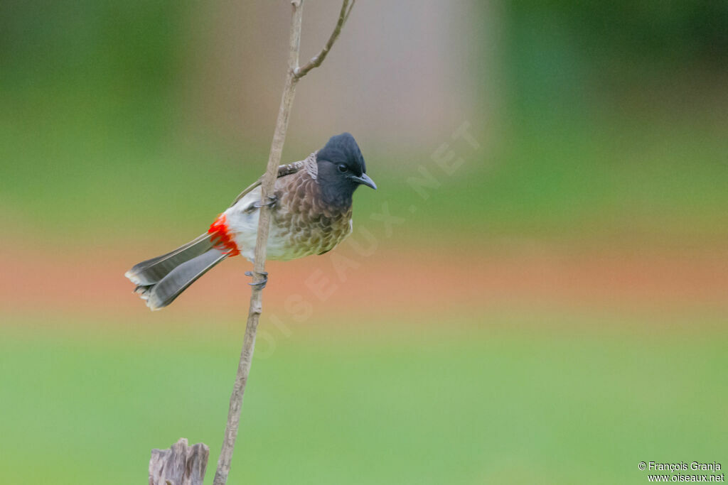 Red-vented Bulbul