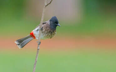 Bulbul à ventre rouge