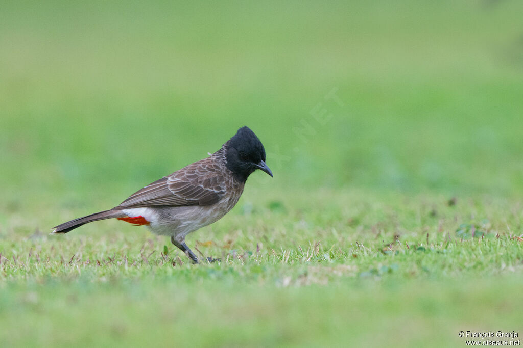 Red-vented Bulbul