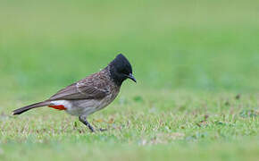 Bulbul à ventre rouge