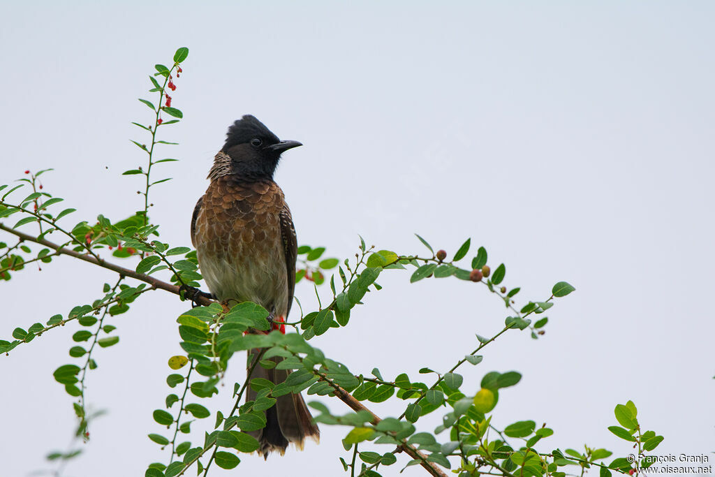 Red-vented Bulbul