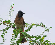 Bulbul à ventre rouge