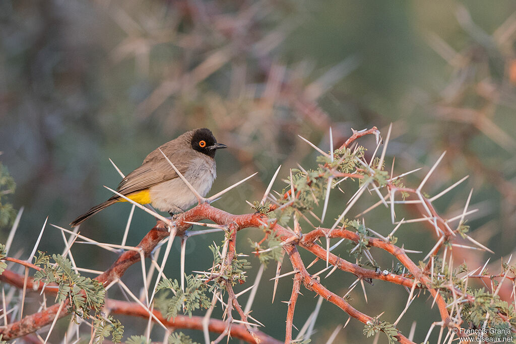 African Red-eyed Bulbul