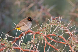 African Red-eyed Bulbul