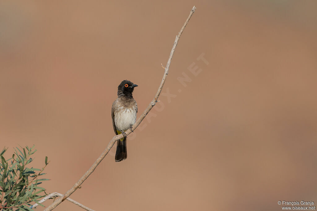 African Red-eyed Bulbul