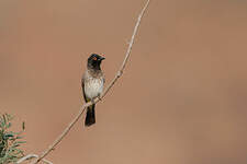 Bulbul brunoir