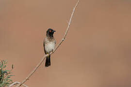 African Red-eyed Bulbul