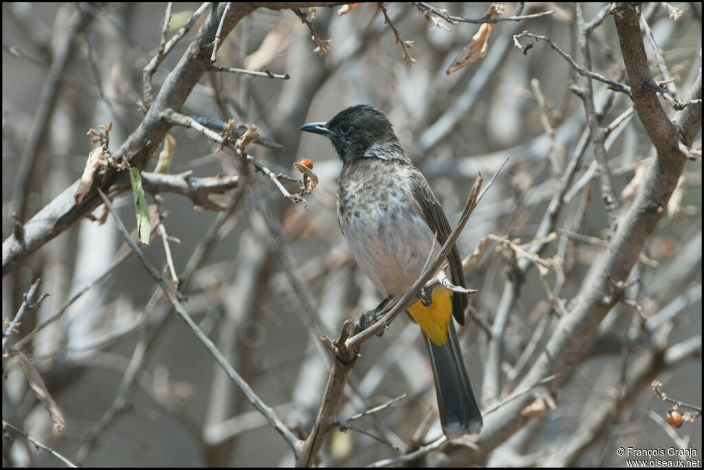 Dodson's Bulbul