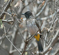 Dodson's Bulbul