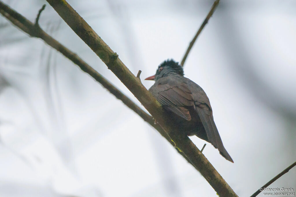 Square-tailed Bulbul