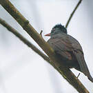 Bulbul des Ghats