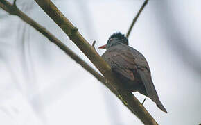 Square-tailed Bulbul