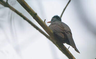 Bulbul des Ghats