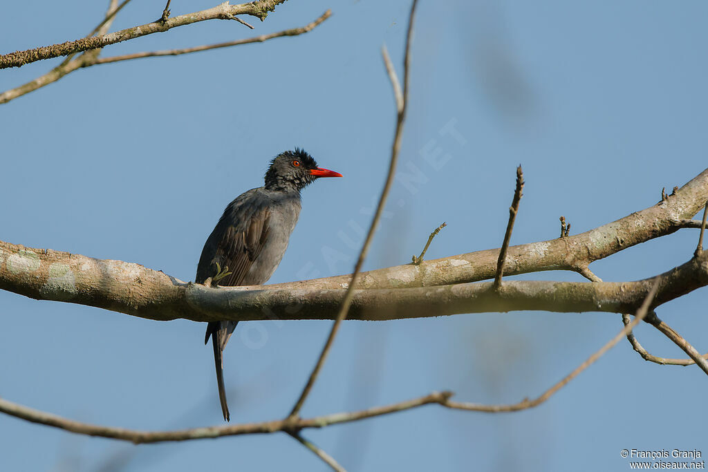 Square-tailed Bulbul