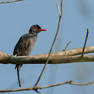 Bulbul des Ghats