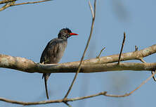 Bulbul des Ghats