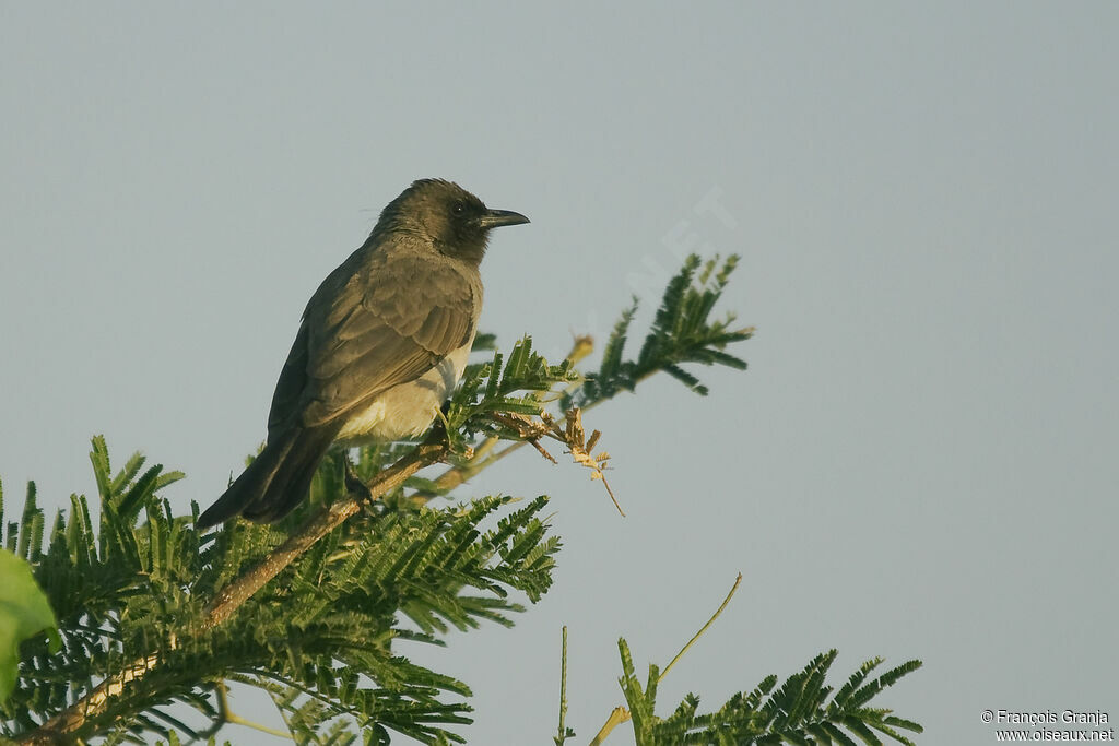 Bulbul des jardinsadulte