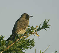 Bulbul des jardins