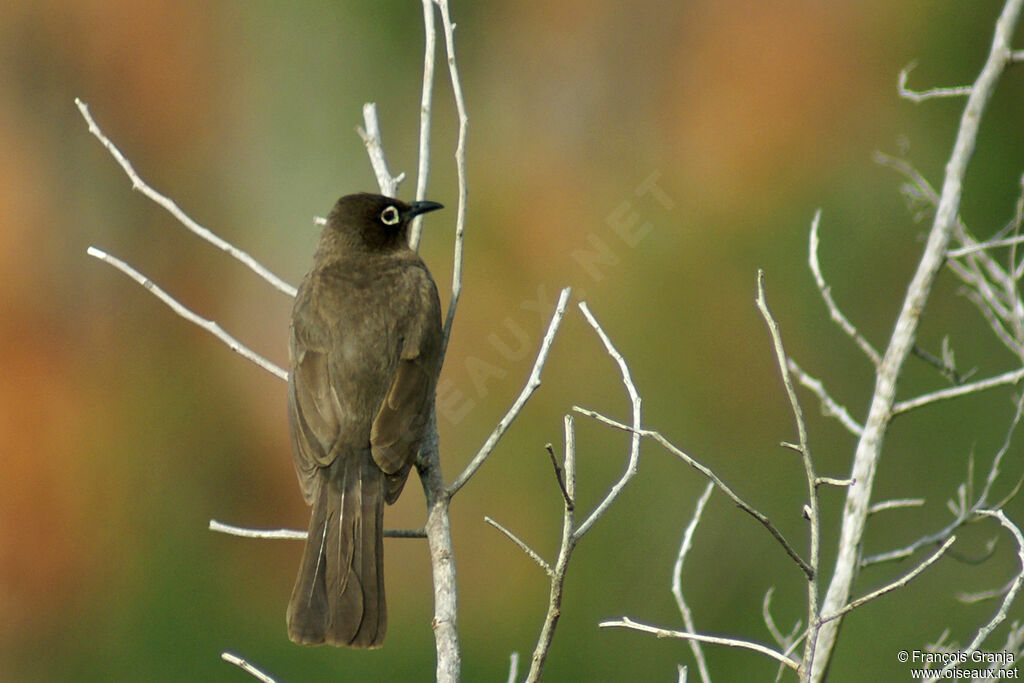 Cape Bulbul