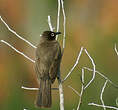 Bulbul du Cap