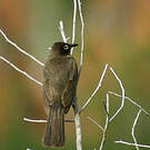 Bulbul du Cap