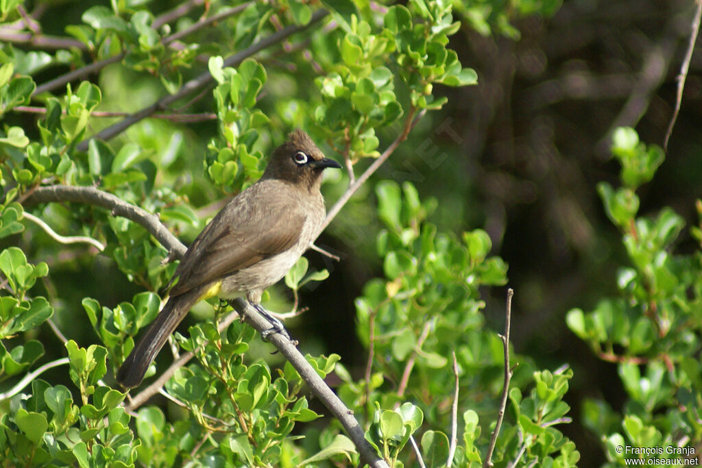 Bulbul du Cap