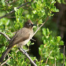 Bulbul du Cap