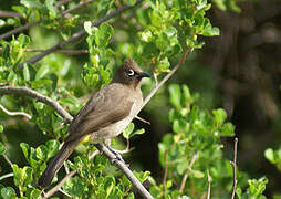 Bulbul du Cap