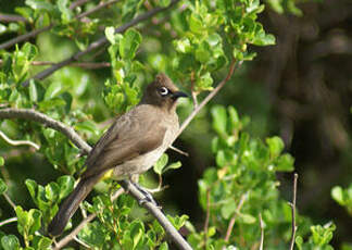 Bulbul du Cap