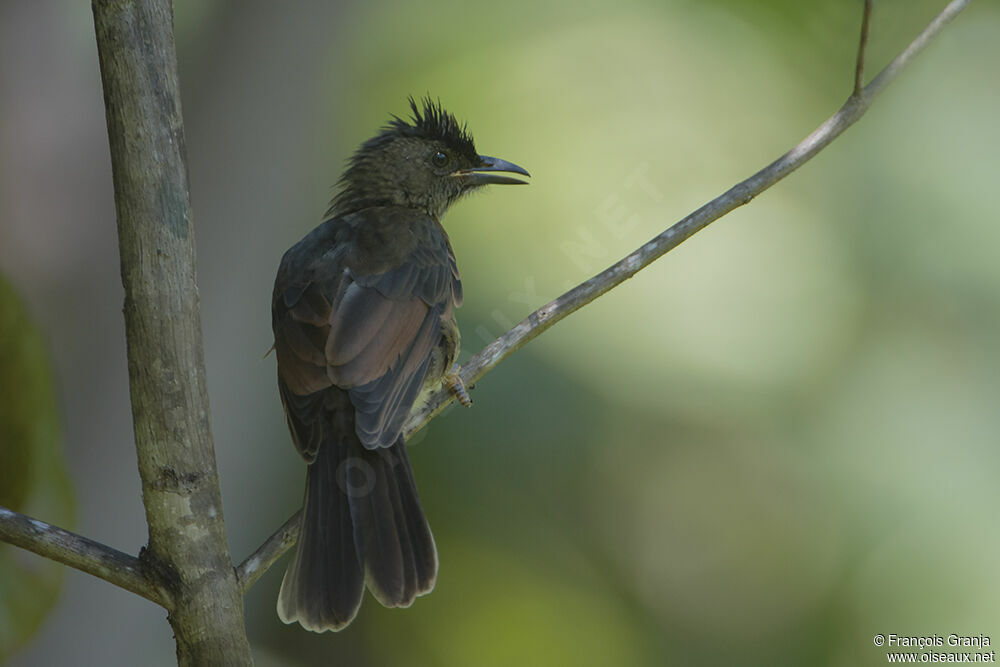 Seychelles Bulbuladult