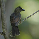 Bulbul merle