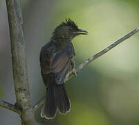 Seychelles Bulbul