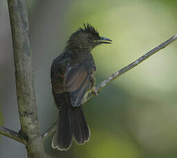 Bulbul merle