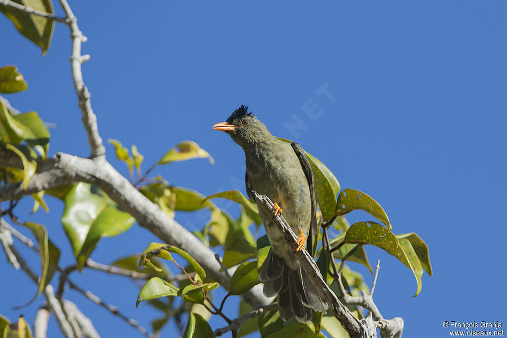 Bulbul merleadulte