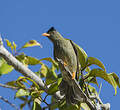 Bulbul merle