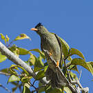 Bulbul merle