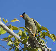 Seychelles Bulbul