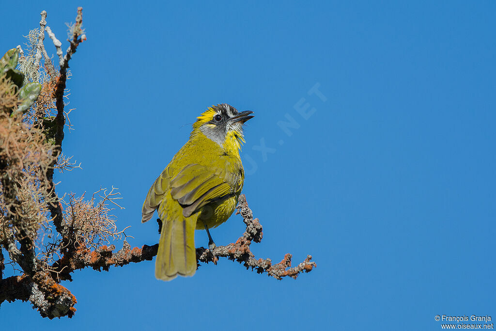 Yellow-eared Bulbul