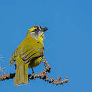 Bulbul oreillard