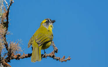 Bulbul oreillard