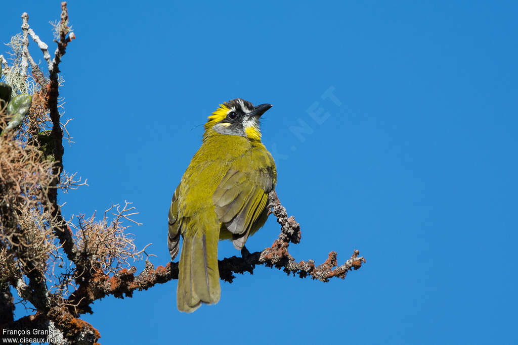 Yellow-eared Bulbuladult, identification